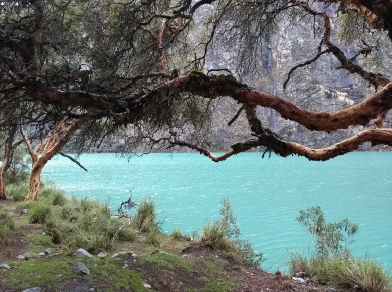 Quenuales en la Lagunas de Llanganuco